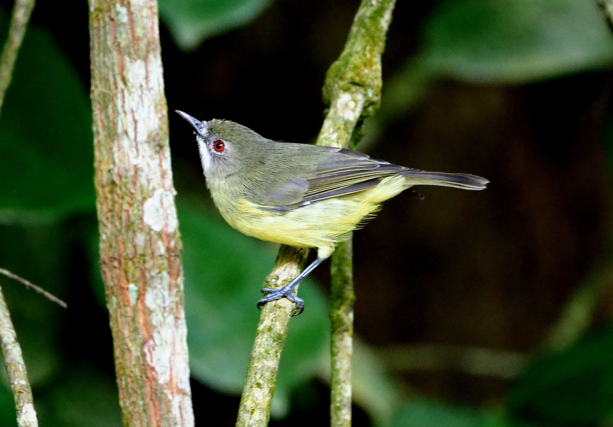 image Fairy Gerygone